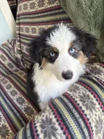 Windy, a female Australian Shepherd for sale in Trenton, NJ – Photo 9 of 9