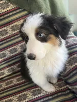 Windy, a female Australian Shepherd for sale in Trenton, NJ – Photo 3 of 9