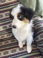 Windy, a female Australian Shepherd for sale in Trenton, NJ – Photo 7 of 9