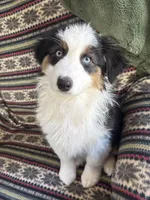 Windy, a female Australian Shepherd for sale in Trenton, NJ – Photo 1 of 9