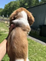 Ronnie, a male Miniature Dachshund for sale in Trenton, NJ – 8 of 8