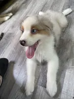 Baxter, a male Australian Shepherd for sale in Trenton, NJ – 1 of 10