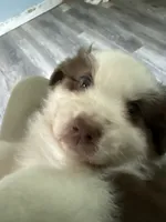 Bonnie, a female Australian Shepherd for sale in Trenton, NJ – 2 of 10