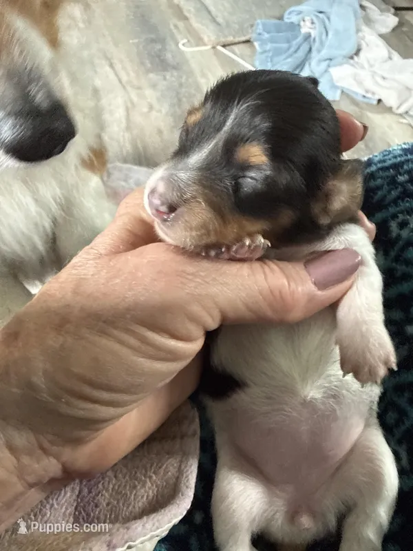 Reba – Miniature Dachshund puppy for sale in Trenton, NJ