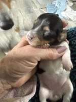 Reba, a female Miniature Dachshund for sale in Trenton, NJ – Photo 2 of 7