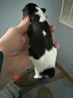 Reba, a female Miniature Dachshund for sale in Trenton, NJ – Photo 3 of 5