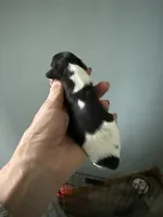 Reba, a female Miniature Dachshund for sale in Trenton, NJ – Photo 2 of 5