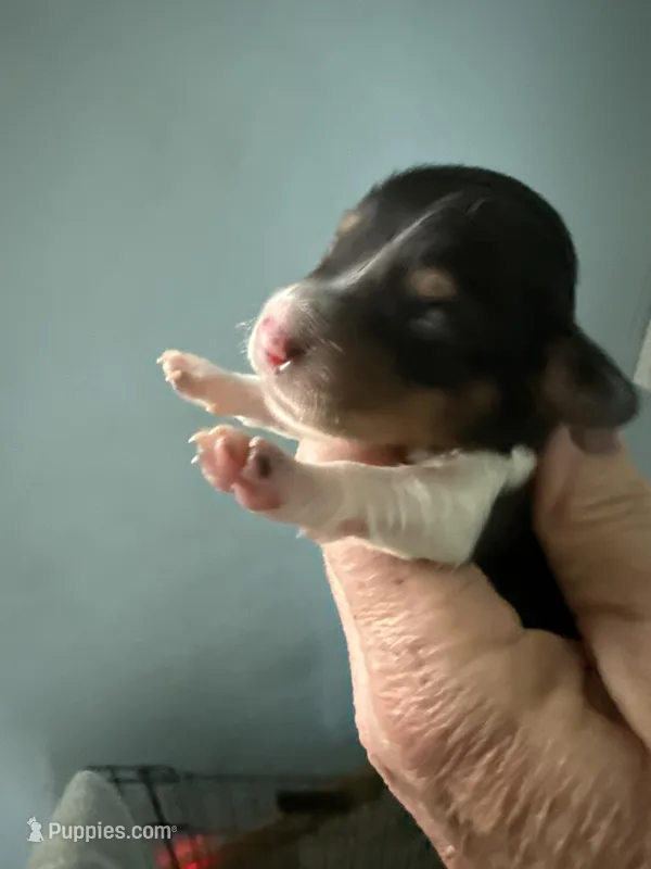 Reba – Miniature Dachshund puppy for sale in Trenton, NJ