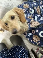 Reba, a female Miniature Dachshund for sale in Trenton, NJ – Photo 4 of 5