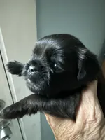 Sochi, a female Brussels Griffon for sale in Trenton, NJ – 5 of 6