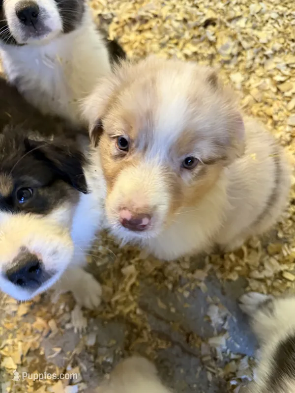 Alder – Australian Shepherd puppy for sale in Trenton, NJ