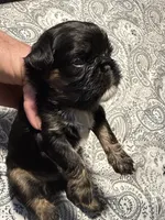 Sabastian, a male Brussels Griffon for sale in Trenton, NJ – 2 of 8