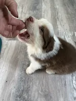 Beverly, a female Australian Shepherd for sale in Trenton, NJ – 7 of 10