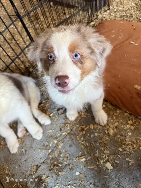 Artemis – Australian Shepherd puppy for sale in Trenton, NJ