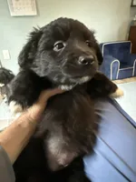 Pedro, a male Schipperke and Pembroke Welsh Corgi for sale in Trenton, NJ – 4 of 7