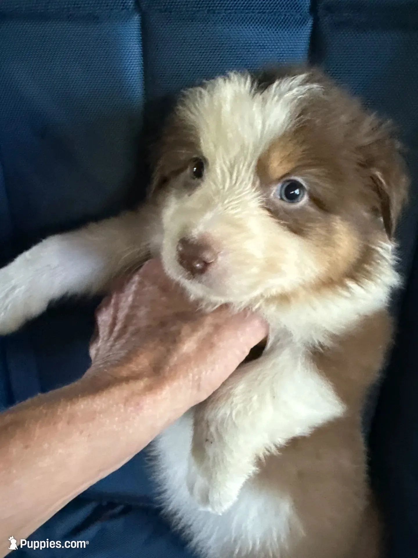 Alex, a male Australian Shepherd for sale in Trenton, NJ – 5 of 9