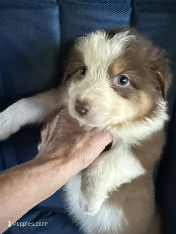 Alex – Australian Shepherd puppy for sale in Trenton, NJ