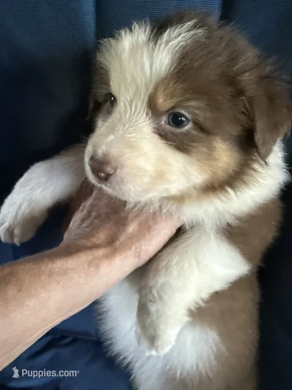 Alex – Australian Shepherd puppy for sale in Trenton, NJ