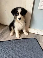 Elias, a male Australian Shepherd for sale in Trenton, NJ – 3 of 10