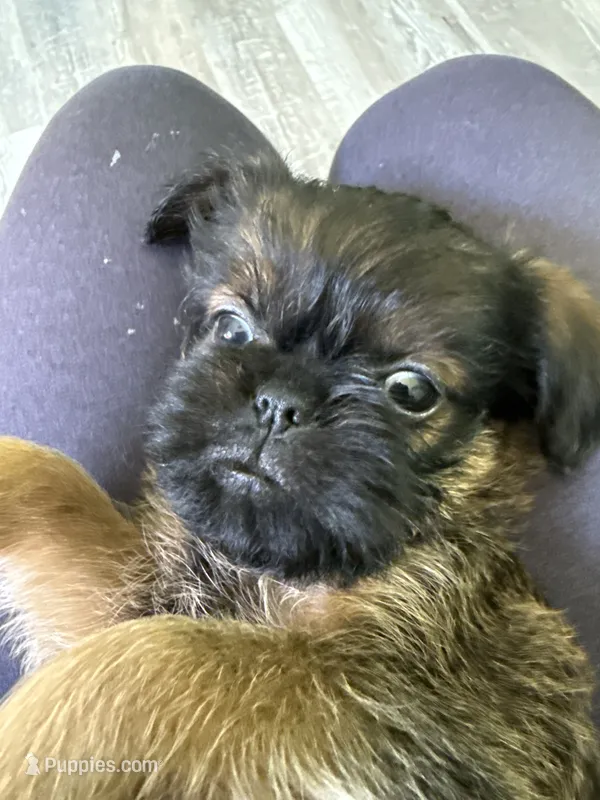 Lionel – Brussels Griffon puppy for sale in Trenton, NJ