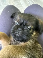 Lionel, a male Brussels Griffon for sale in Trenton, NJ – 1 of 8