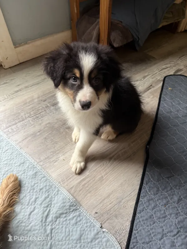 Esme – Australian Shepherd puppy for sale in Trenton, NJ