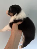 Esme, a female Australian Shepherd for sale in Trenton, NJ – 3 of 8