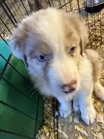 Atlas, a male Australian Shepherd for sale in Trenton, NJ – 4 of 10