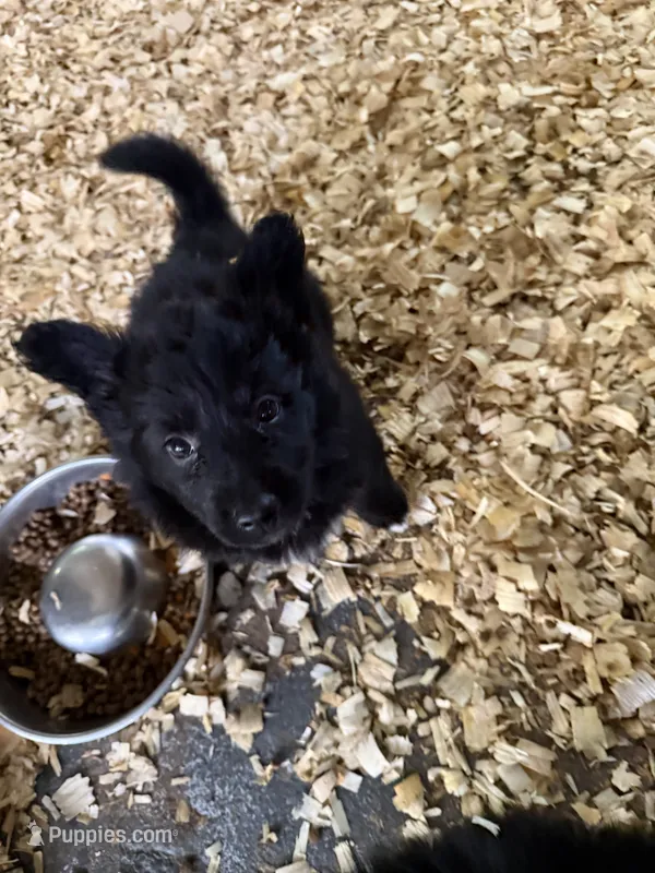 Pilar – Pembroke Welsh Corgi puppy for sale in Trenton, NJ