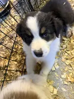 Allison , a female Australian Shepherd for sale in Trenton, NJ – 1 of 10