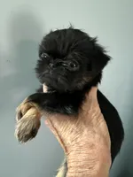 Calvin, a male Brussels Griffon for sale in Trenton, NJ – 3 of 9