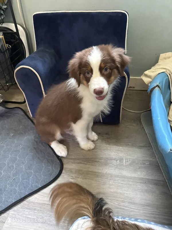 Arthur – Australian Shepherd puppy for sale in Trenton, NJ
