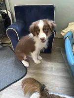 Arthur, a male Australian Shepherd for sale in Trenton, NJ – 1 of 9