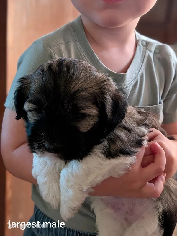 Everest – Havanese puppy for sale in Trenton, NJ