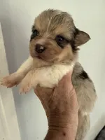 Wexford, a male Pembroke Welsh Corgi for sale in Trenton, NJ – 2 of 3