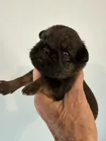 Lindy, a female Brussels Griffon for sale in Trenton, NJ – 5 of 10