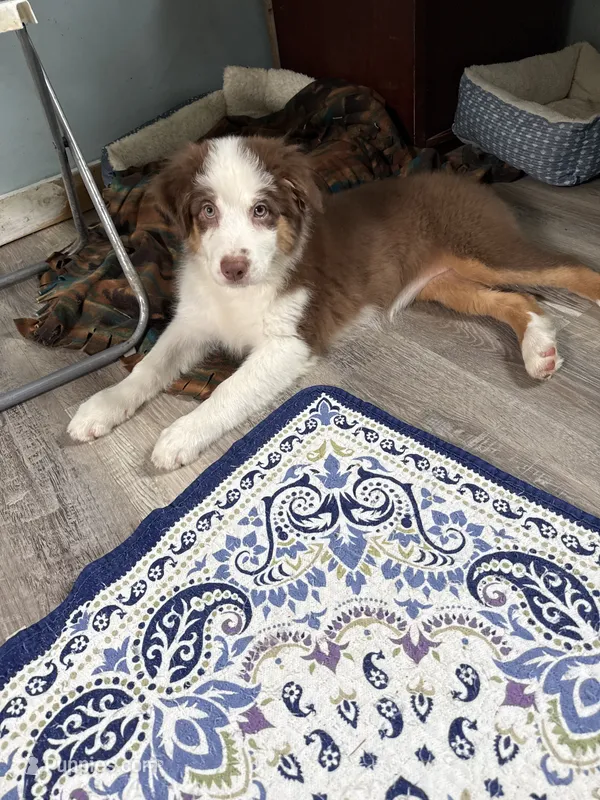 Beverly – Australian Shepherd puppy for sale in Trenton, NJ