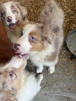 Artemis, a male Australian Shepherd for sale in Trenton, NJ – 2 of 8