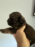Lester, a male Brussels Griffon for sale in Trenton, NJ – 4 of 9