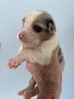 Aiden, a male Australian Shepherd for sale in Trenton, NJ – 2 of 5