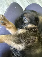 Lionel, a male Brussels Griffon for sale in Trenton, NJ – 8 of 8