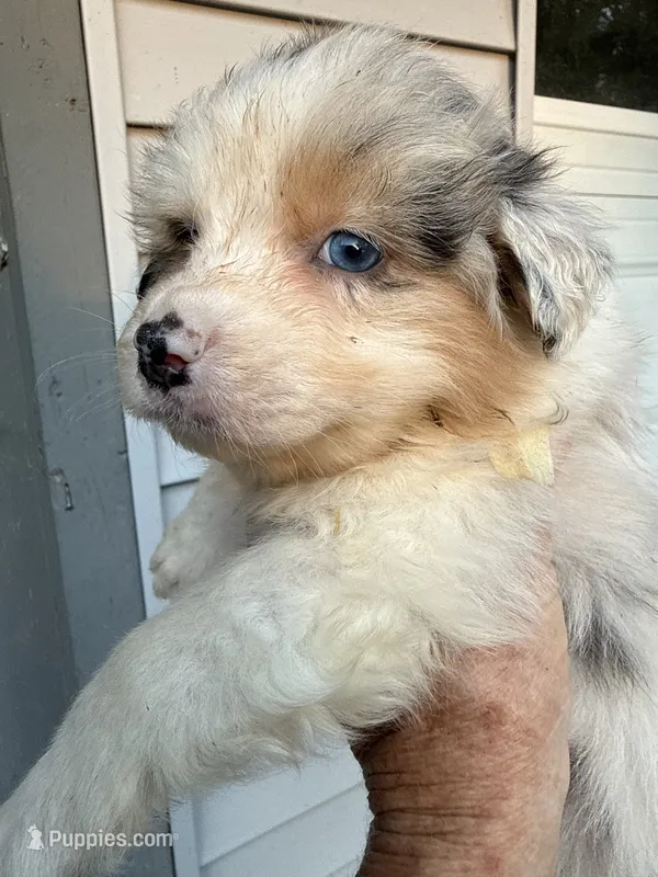 Arlene – Australian Shepherd puppy for sale in Trenton, NJ