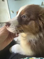 Arthur, a male Australian Shepherd for sale in Trenton, NJ – 5 of 9
