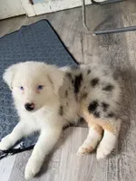 Elaine, a female Australian Shepherd for sale in Trenton, NJ – 6 of 10