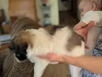 Jesse, a male Havanese for sale in Trenton, NJ – Photo 4 of 4