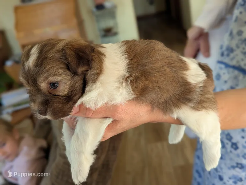 Jesse – Havanese puppy for sale in Trenton, NJ