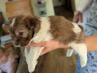 Jesse, a male Havanese for sale in Trenton, NJ – Photo 1 of 4