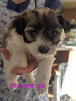 Jesse, a male Havanese for sale in Trenton, NJ – Photo 3 of 4