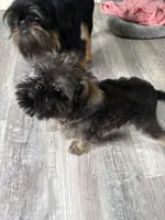 Lindy, a female Brussels Griffon for sale in Trenton, NJ – 1 of 10