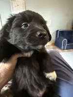 Pedro, a male Schipperke and Pembroke Welsh Corgi for sale in Trenton, NJ – 5 of 7